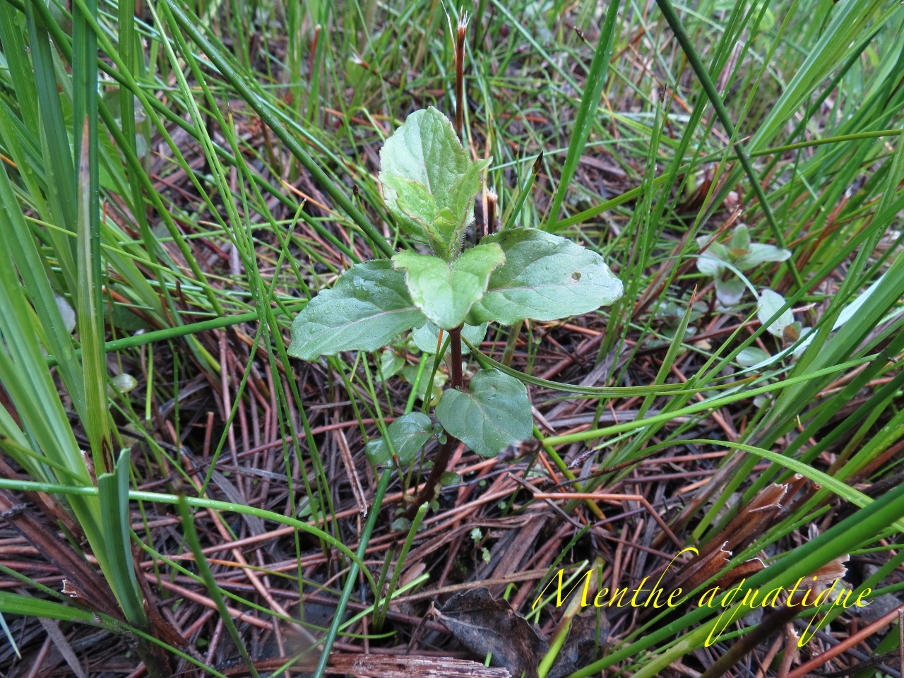 Mentha aquatica 4032t